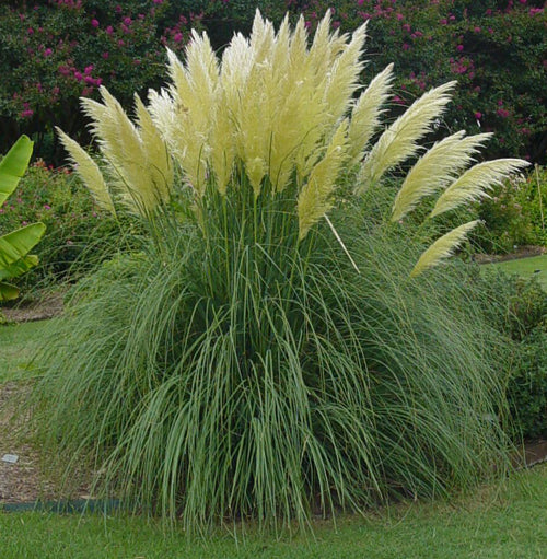 PAMPAS GRASS FOR YOUR LAWN
